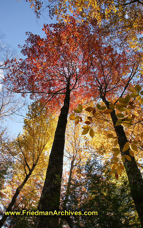 fall,leaves,color,orange,sky,blue,autumn,leaf,forest,trees,nature,up,awesome,wonder,
